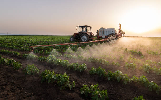 Best Ant Control Services  in Madelia, MN