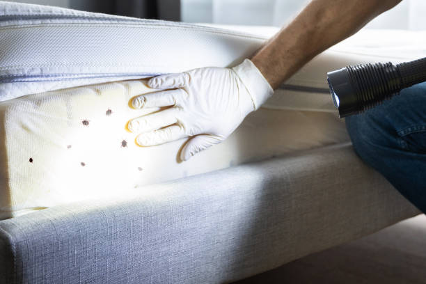 Best Pest Inspection Near Me  in Madelia, MN