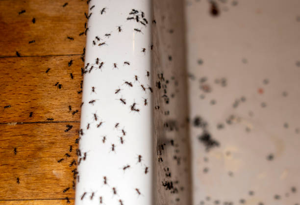 Best Termite Control Services  in Madelia, MN